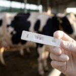 Why Is the 26-Day Mark the Secret to Your Farm’s Breeding Success?