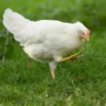 How to Treat Sour Crop and Impacted Crop in Chickens