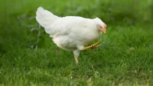 How to Treat Sour Crop and Impacted Crop in Chickens