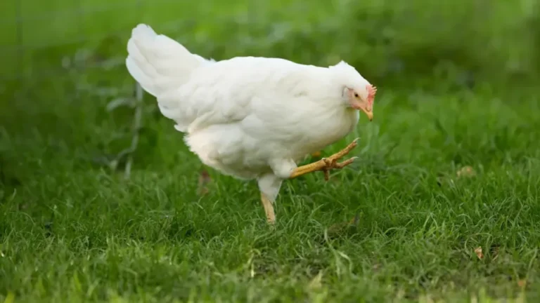 white chicken