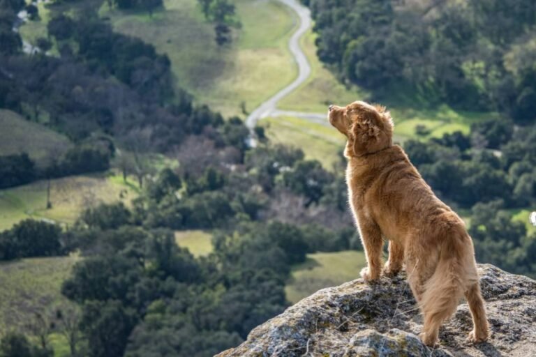 dog in mountain