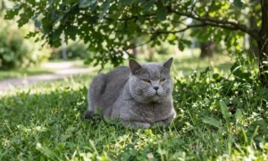 Why can an FIP antigen rapid test give a false positive?