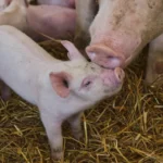Current detection methods of Classical swine fever virus and IVD kits for Classical Swine Fever