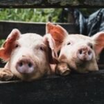 Current detection methods of Classical swine fever virus and IVD kits for Classical Swine Fever