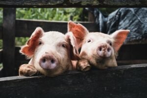 pig2